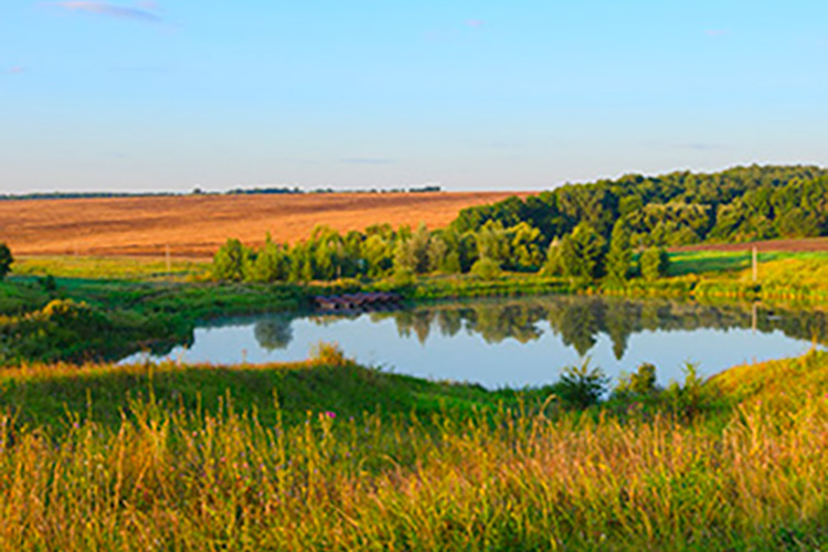 A pond surrounded by trees and foliage in a field.